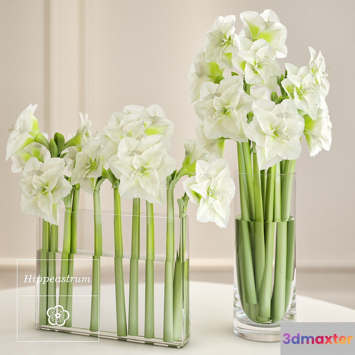 Hippeastrum arrangement 3D Max