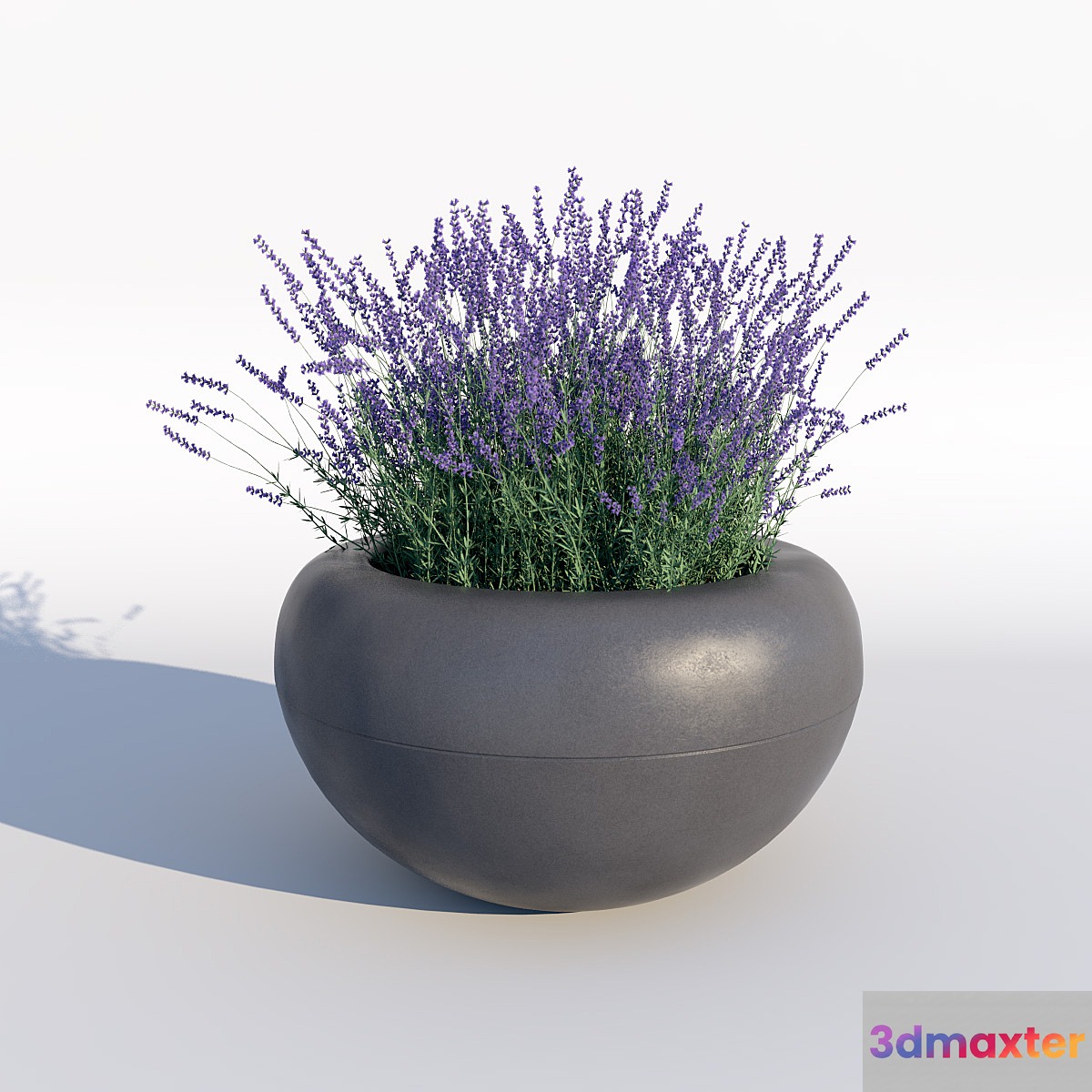 Lavender - No.2