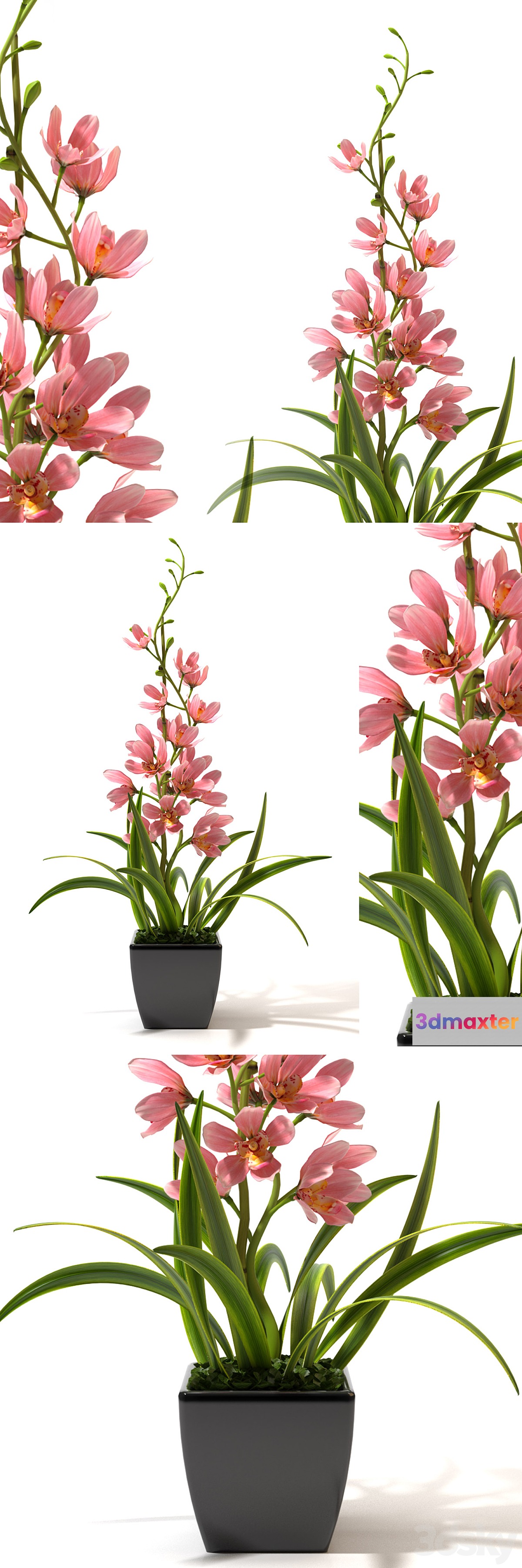 ORCHID 4 - No.2