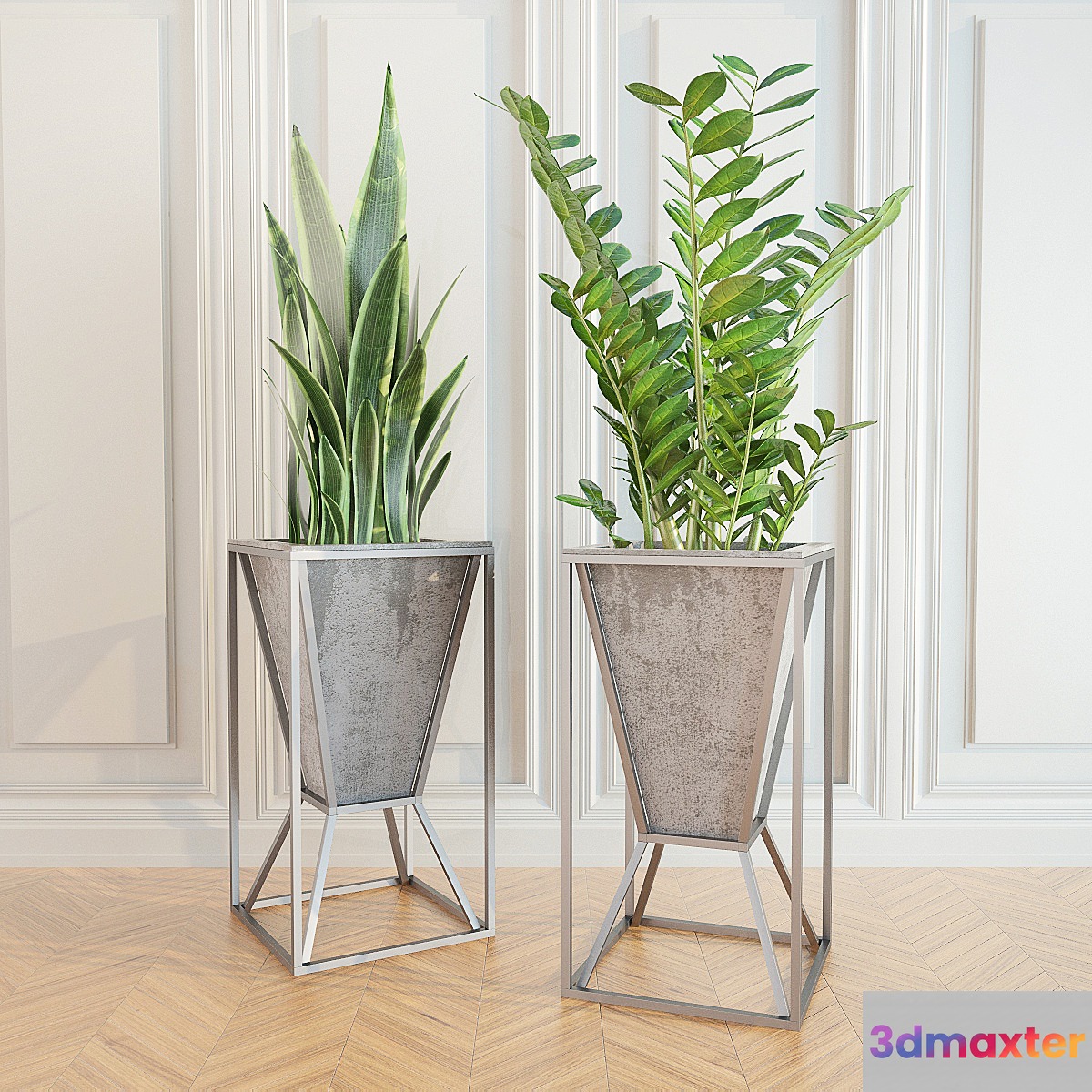 Zamioculcas _ sansevieriya