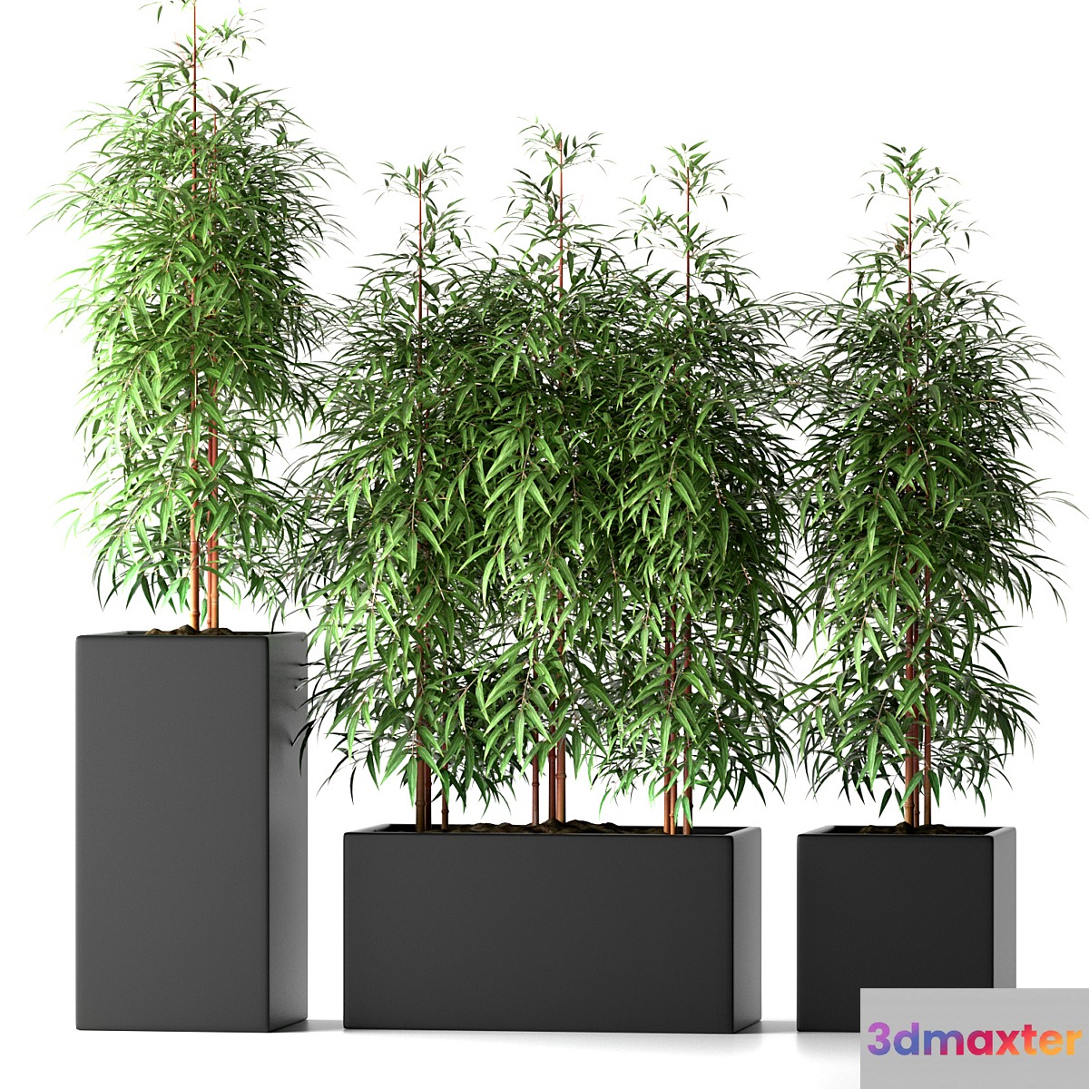 BAMBOO PLANTS 20 - No.3