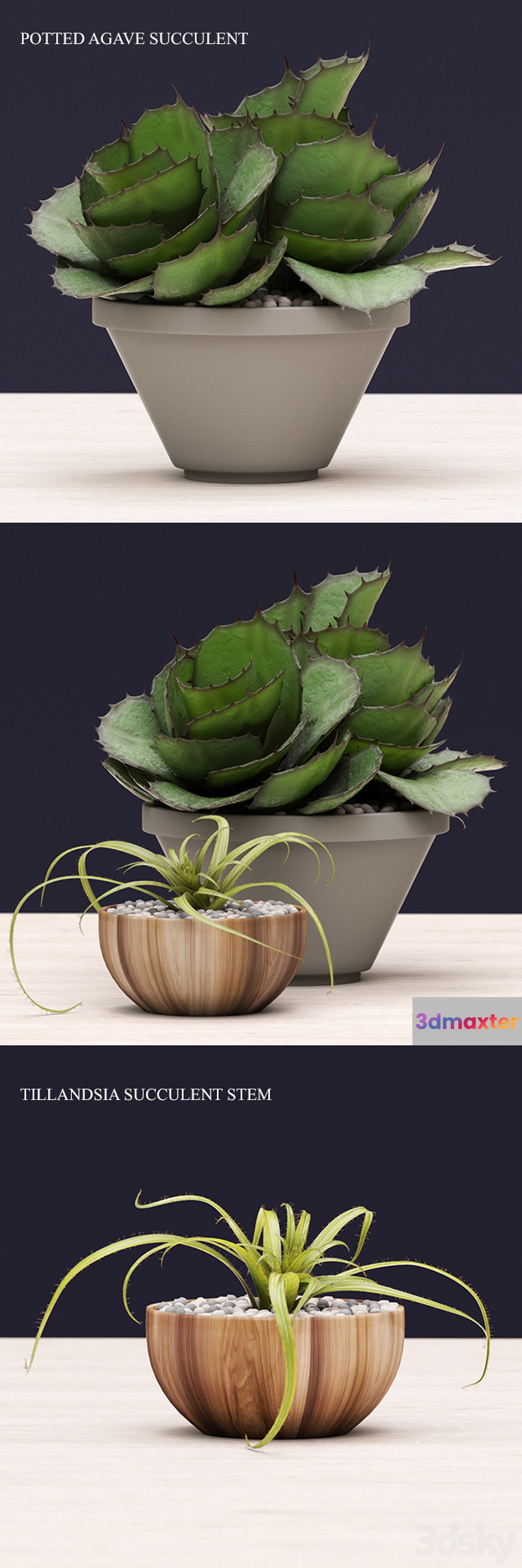 Succulents - No.9