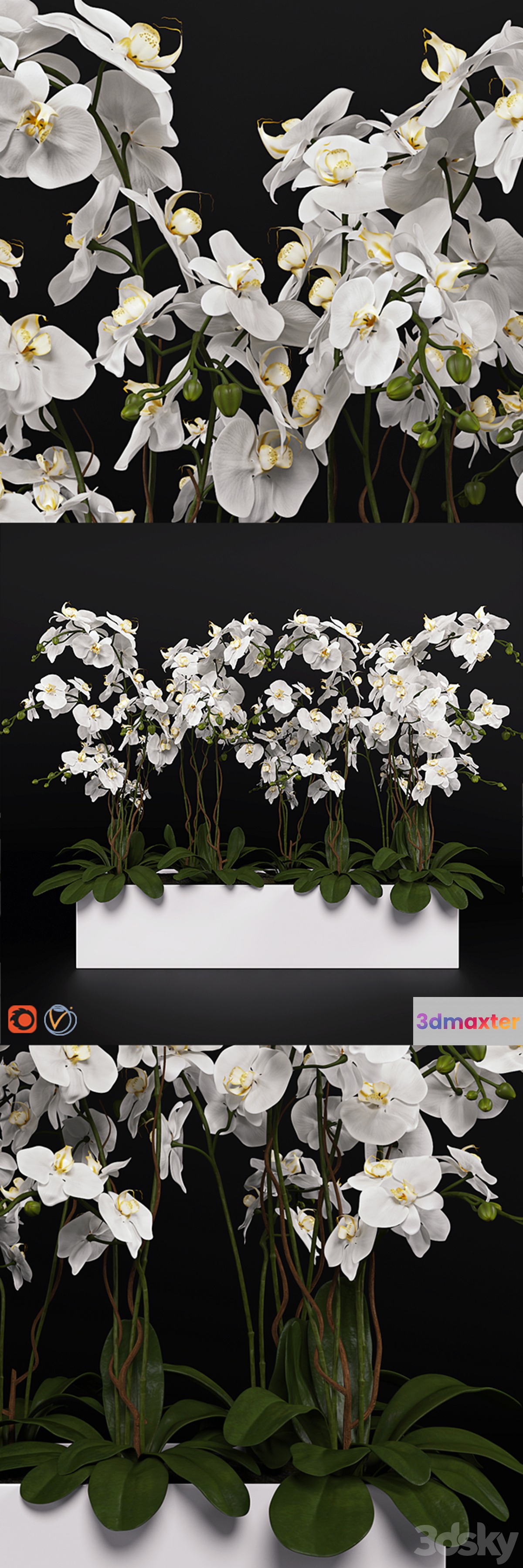 Orchid (phalaenopsis) bouquet 3