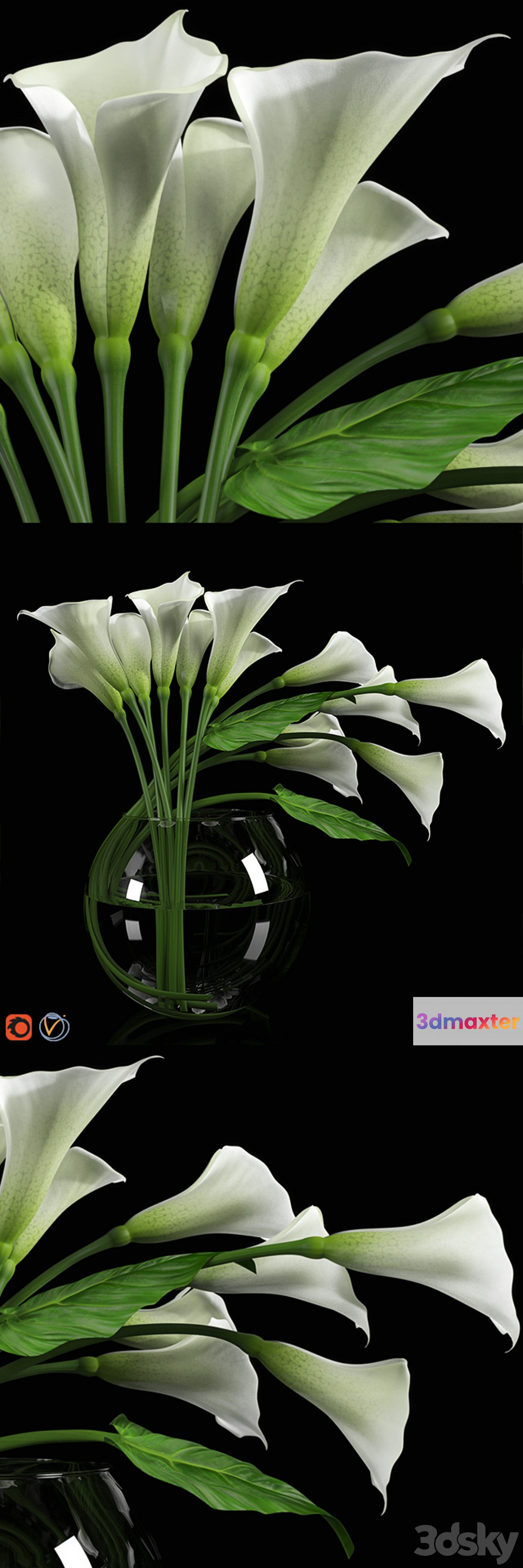 Calla Lily - No.2