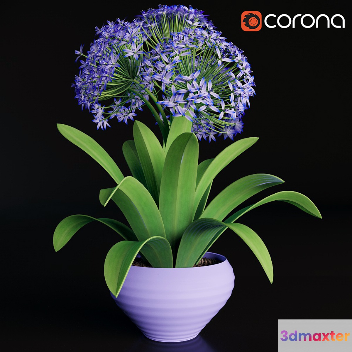 Scilla peruviana - No.3