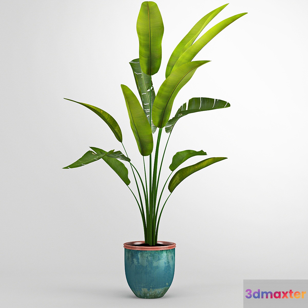 Banana trees - No.3
