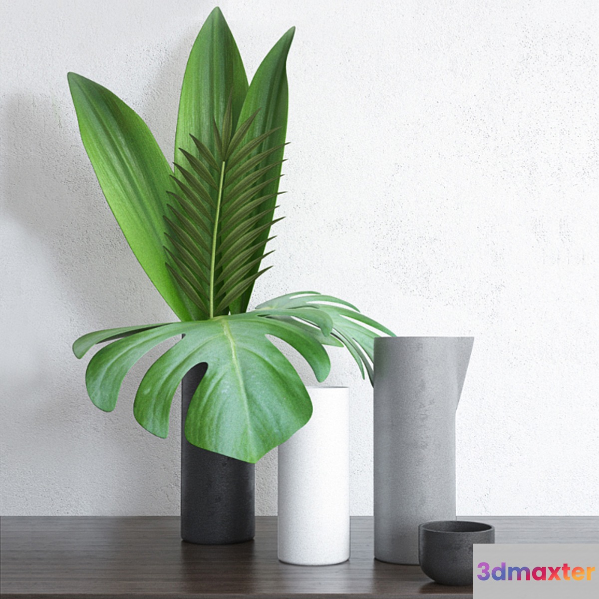 Home Tropical Plants