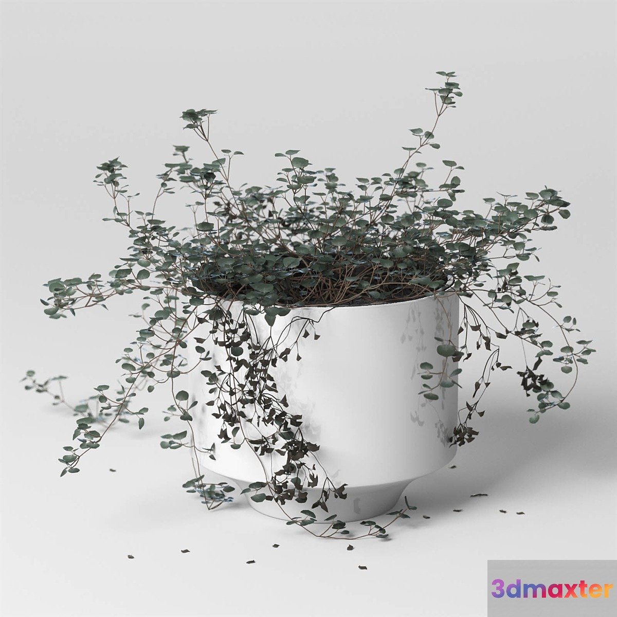 ib_indoor plant_Soleirolia - No.2