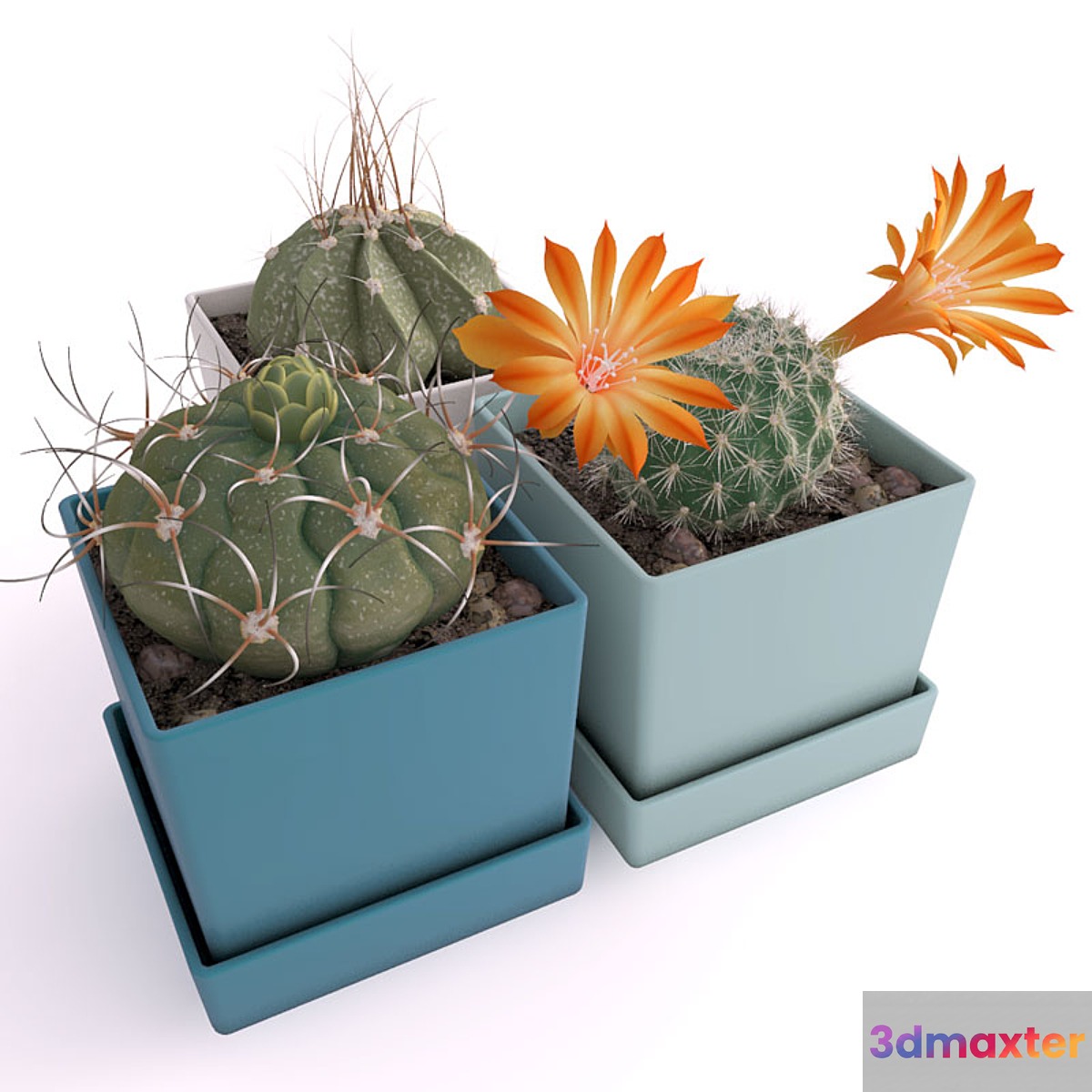 Three cactus