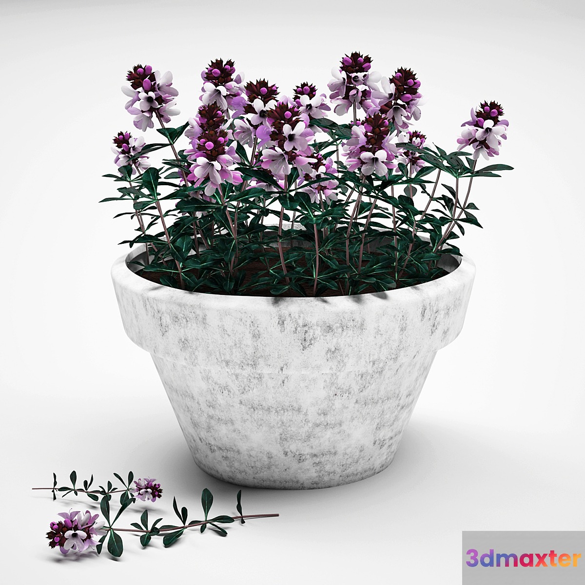 Flowers in a pot