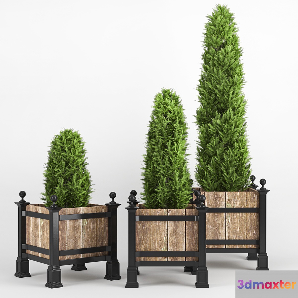 thuja occidentalis - No.2