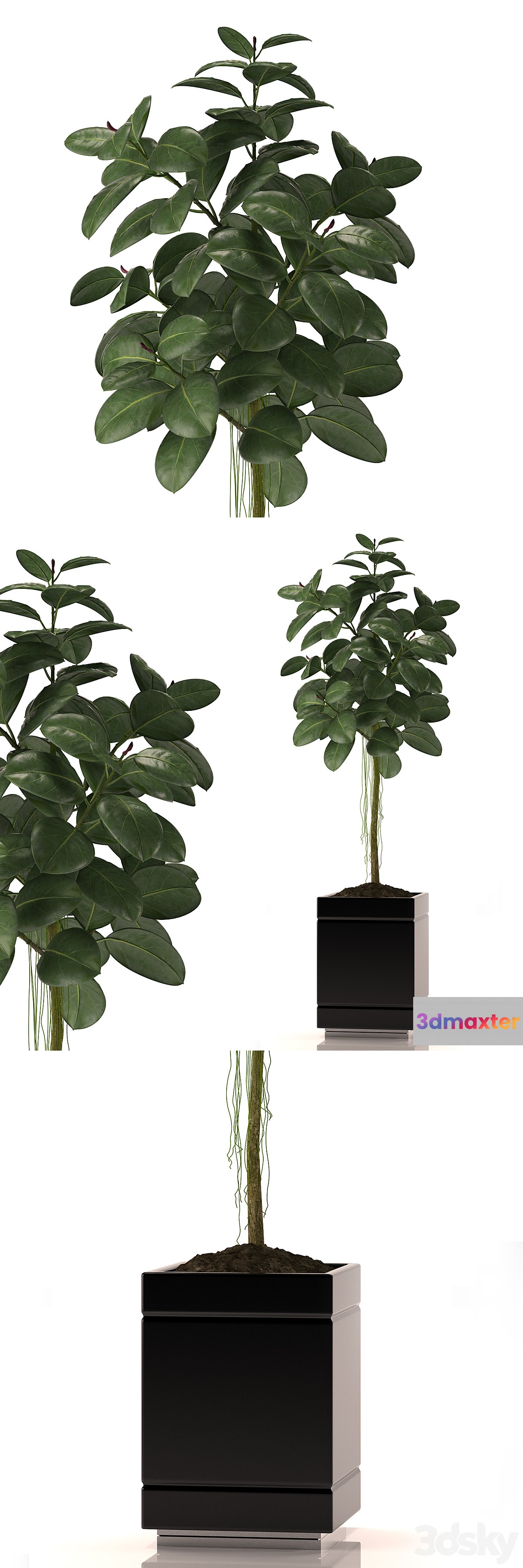 RUBBER PLANTS 22 - No.2