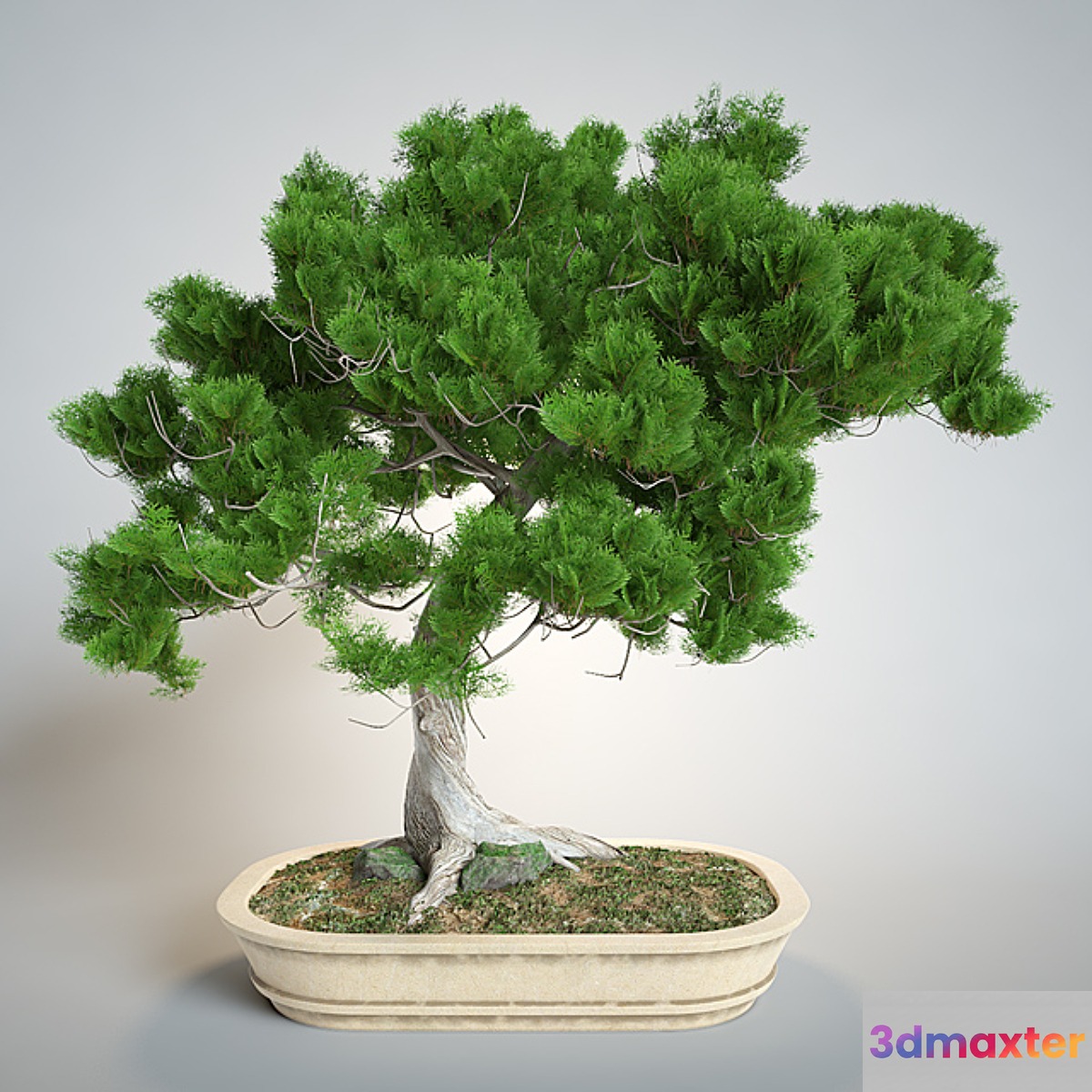 Bonsai - No.3