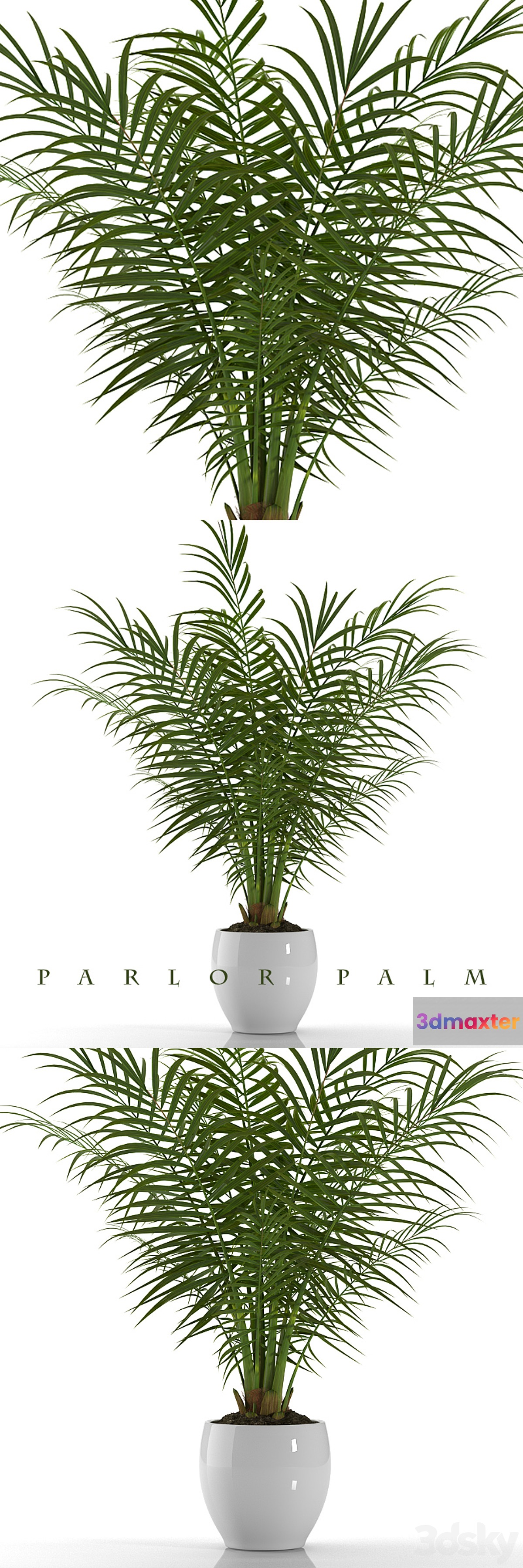 PARLOR PALM P23
