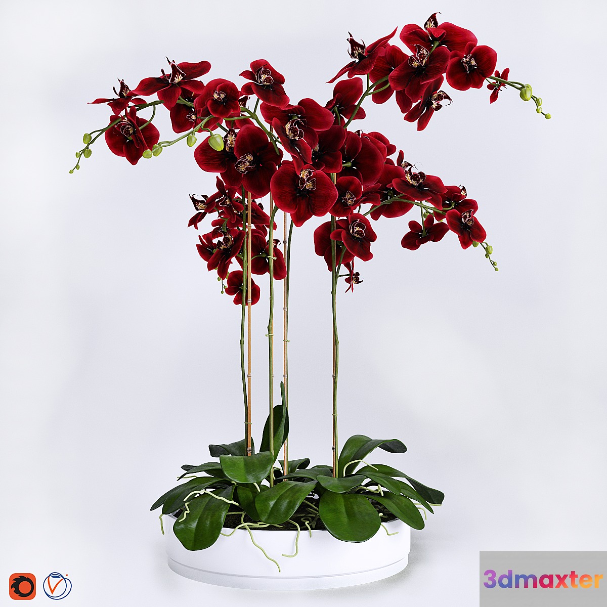 Orchid 4 - No.6