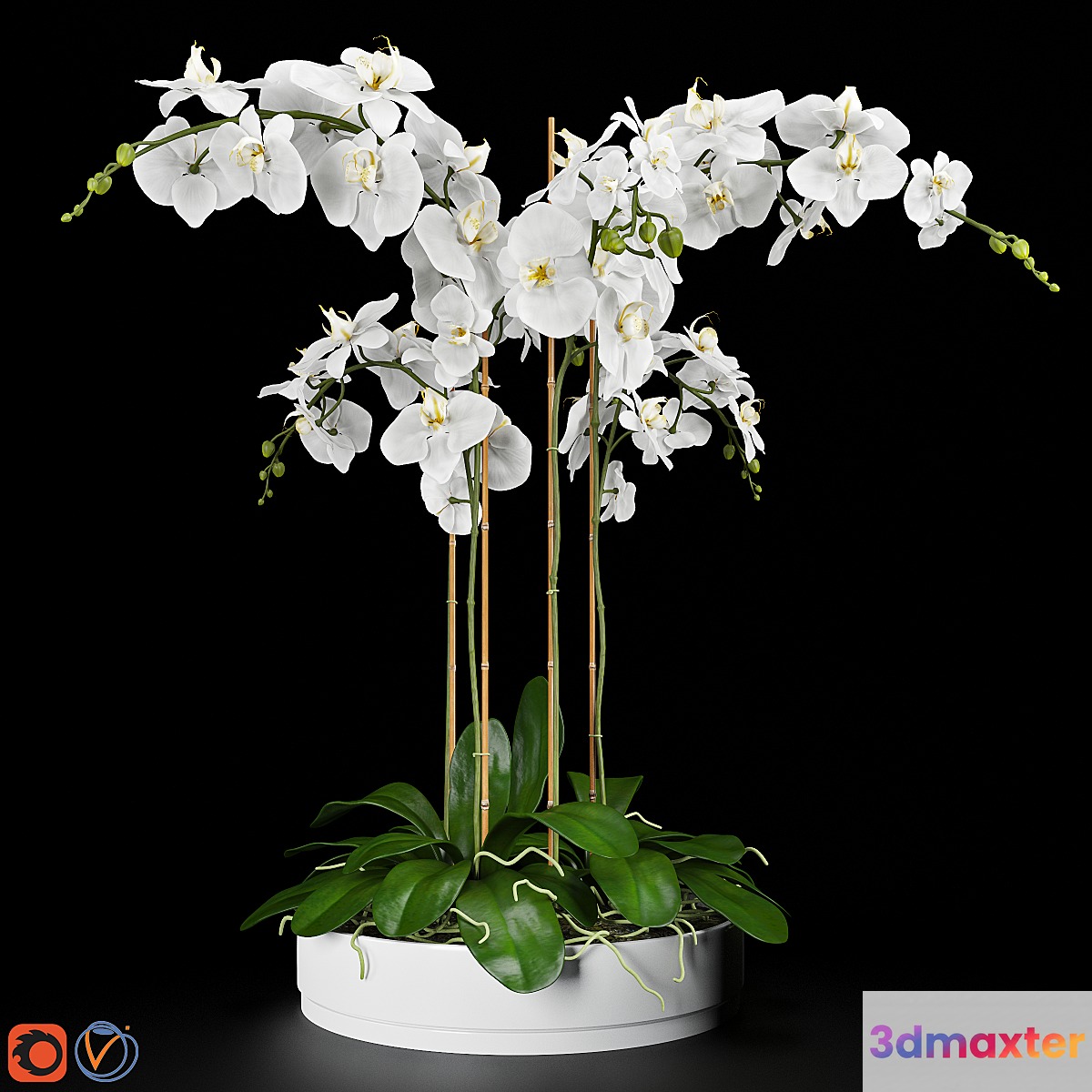 Orchid 5 - No.4