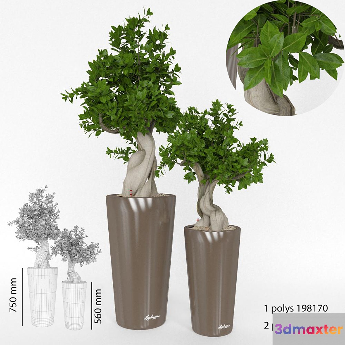 Ficus Bansal - No.3
