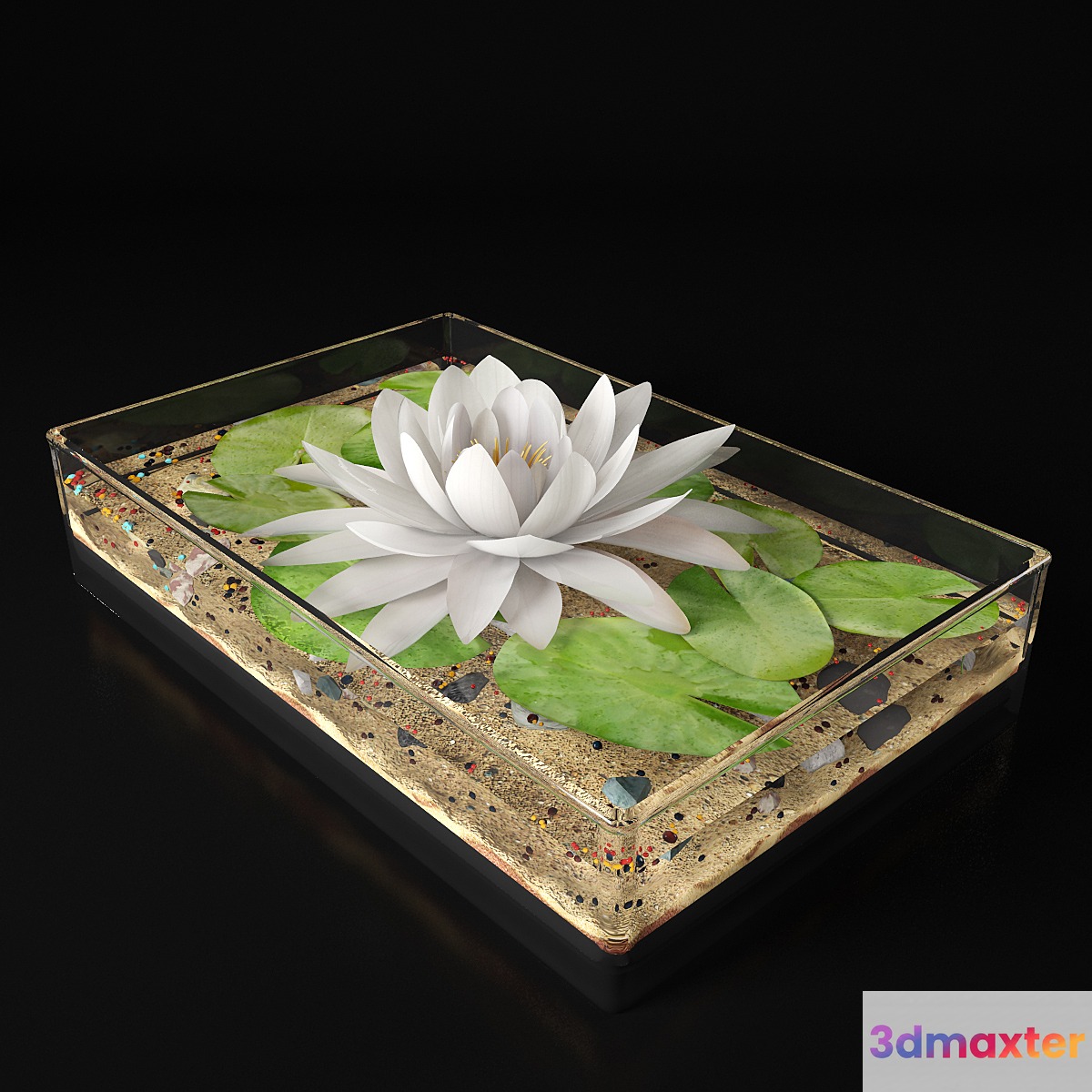 Water lily - No.2