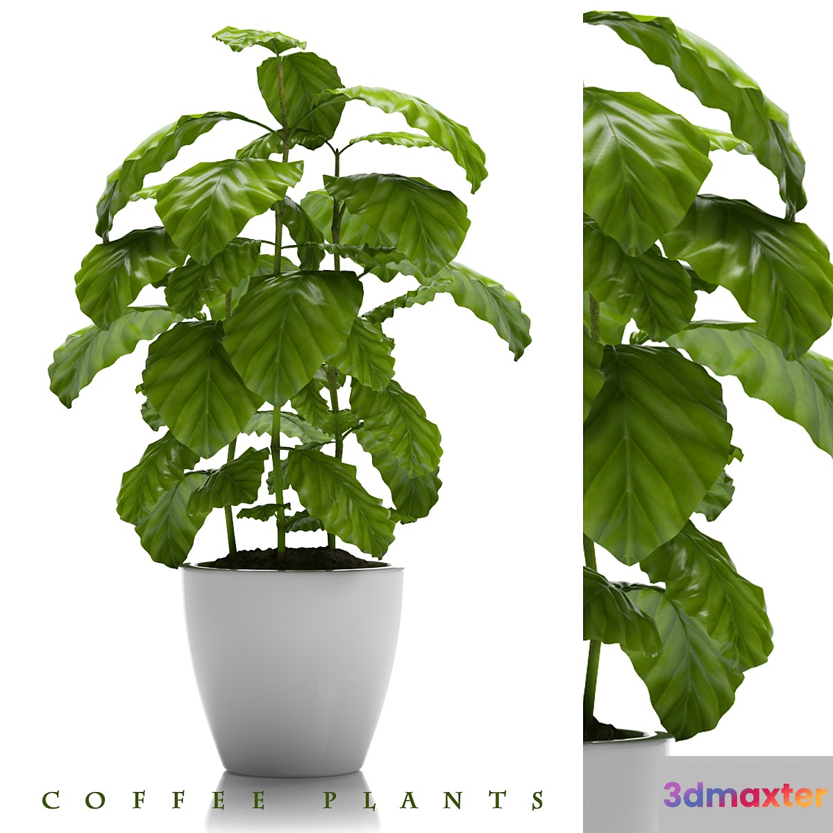 COFFEE PLANTS 24