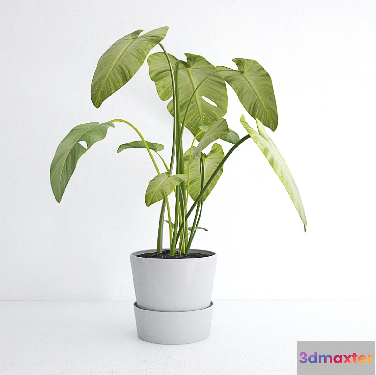 plant - No.17