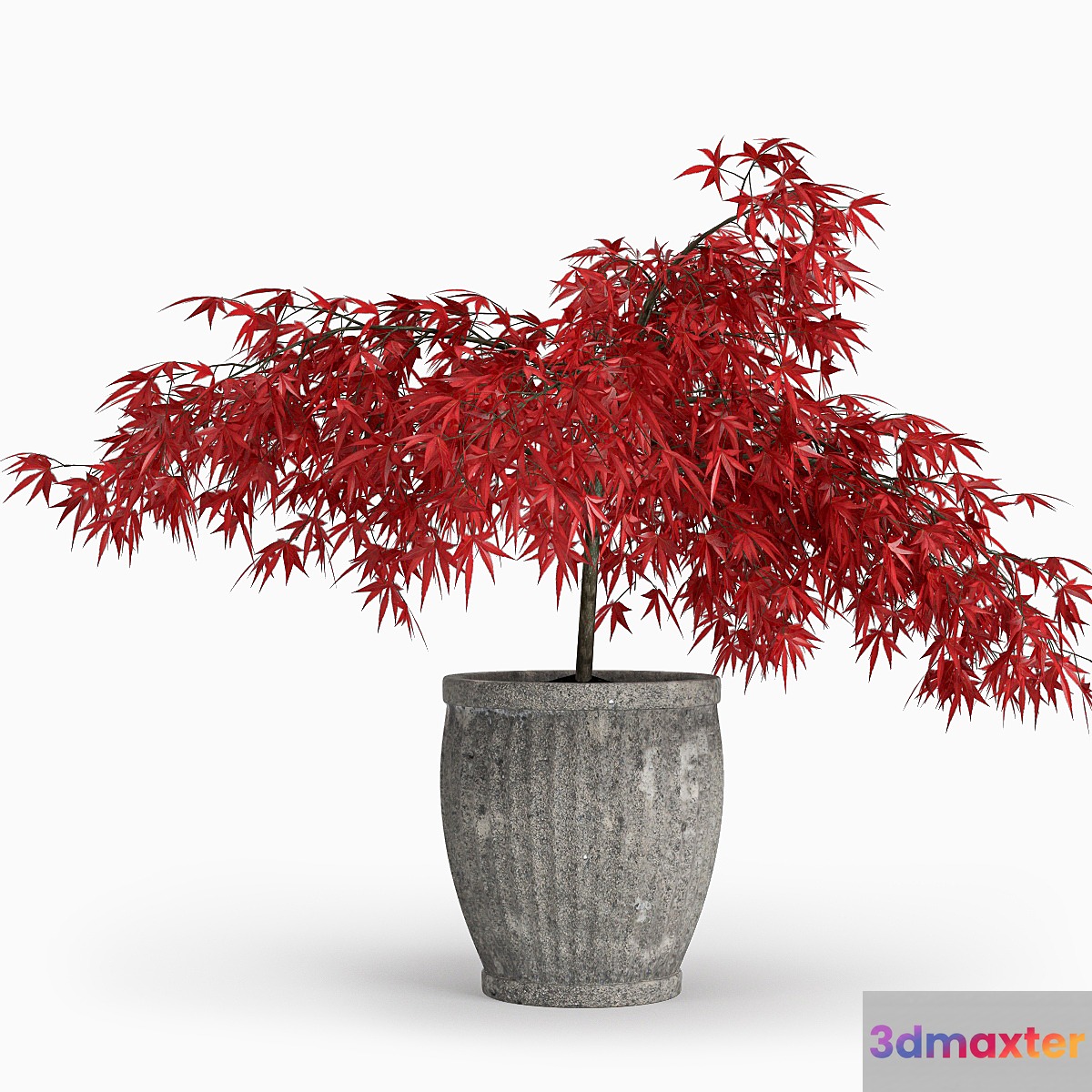 Japanese Maple (Lat. Ácer japónicum)