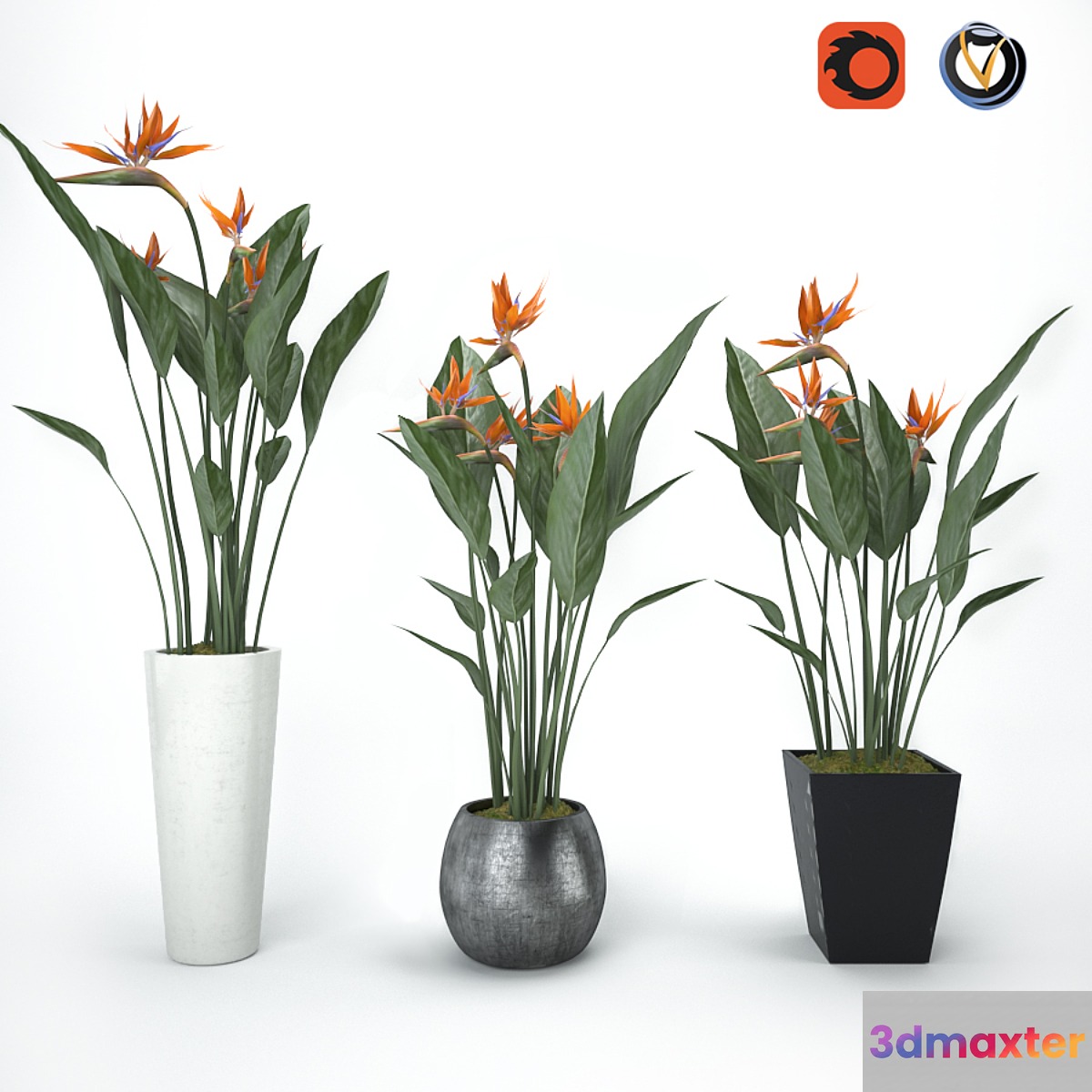 Strelitzia - No.4