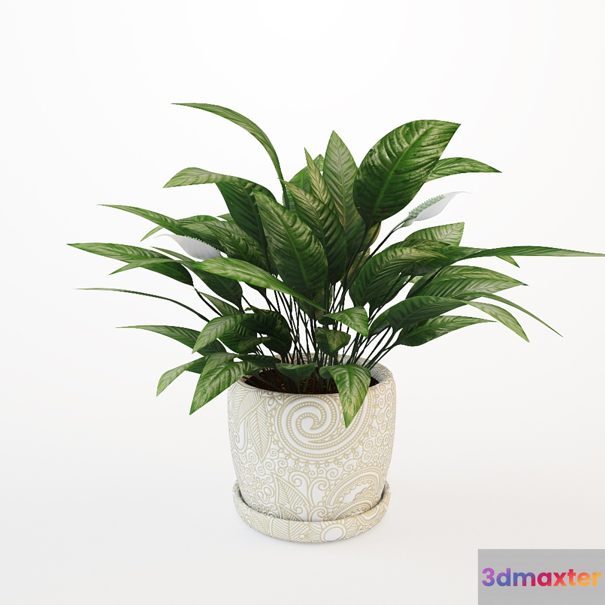 Flower spathiphyllum