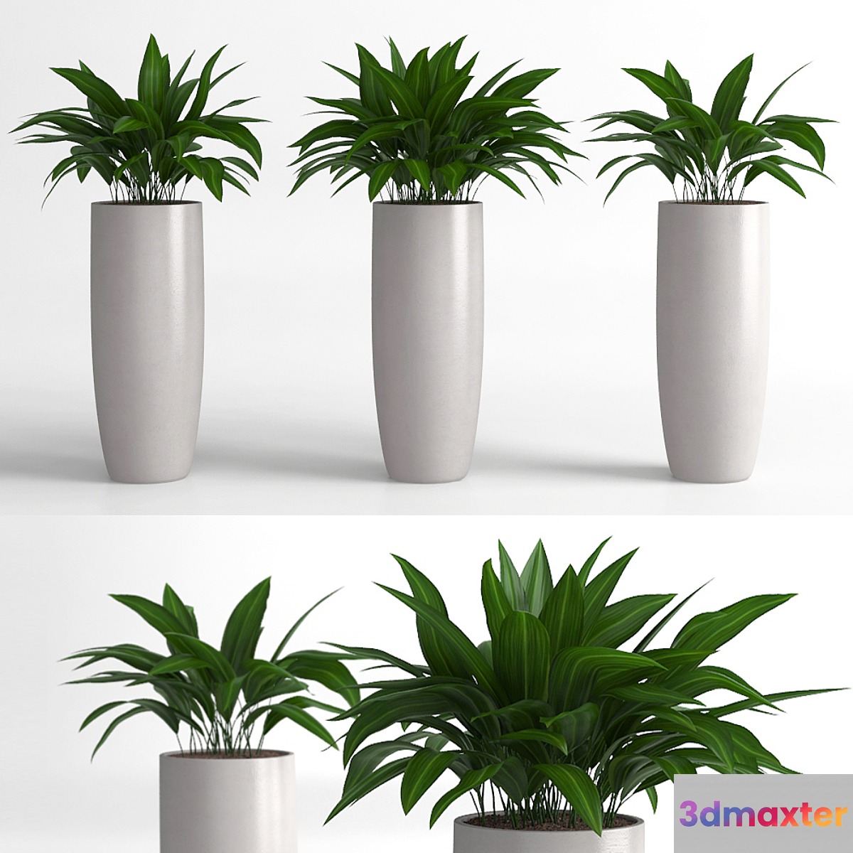 Aspidistra plants