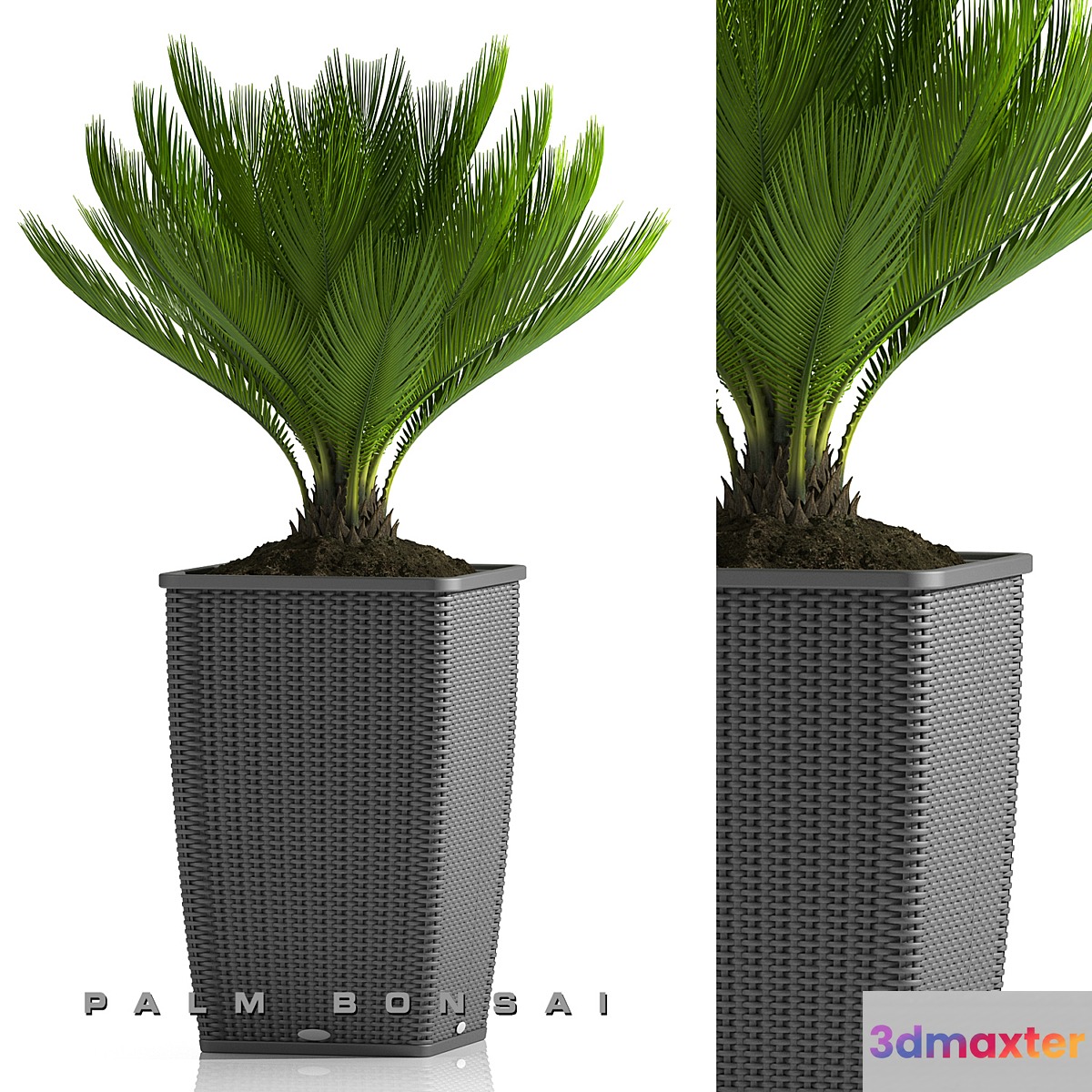 PALM BONSAI PLANTS 26