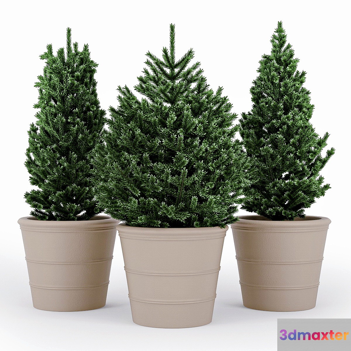 Fir tree