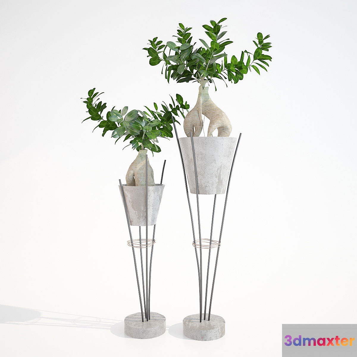 Ficus ginseng _ Ginseng Ficus Ginseng