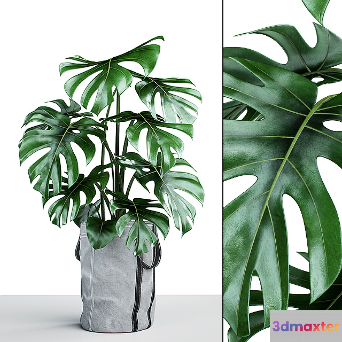 Monstera in tissue pots - No.4