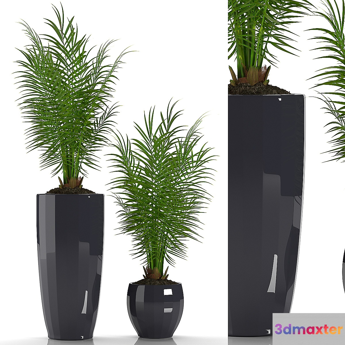 PARLOR PALM 2