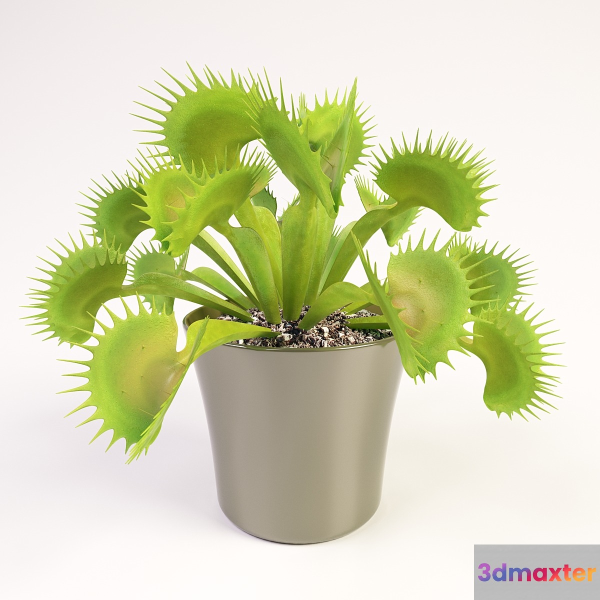 Venus flytrap