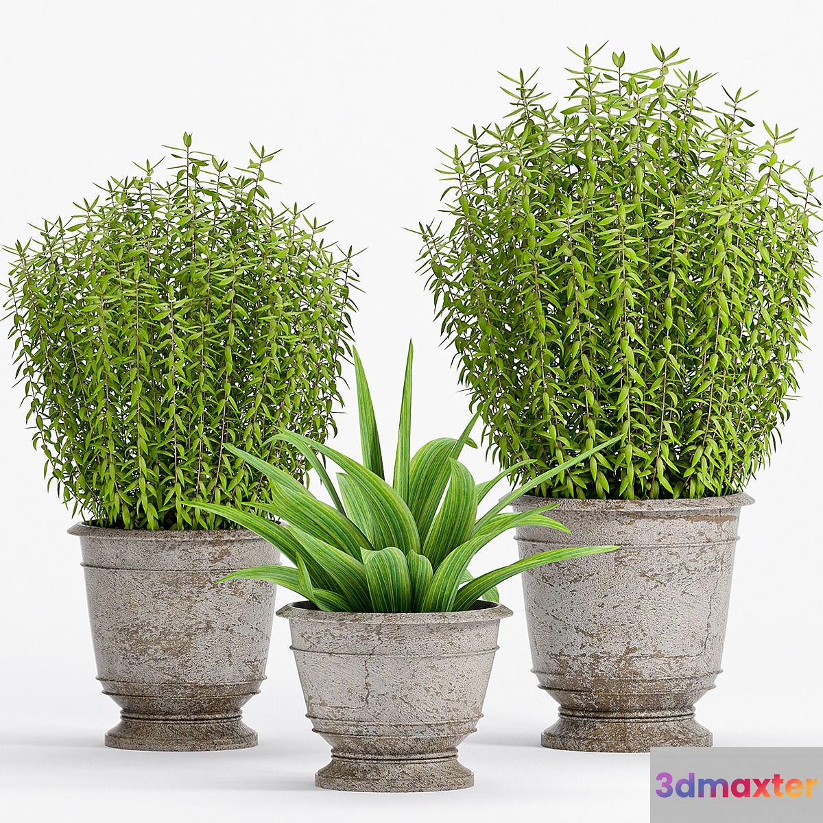 PLANT -18