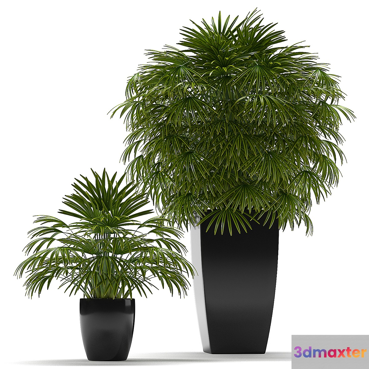 FAN PALM 2 3D Max