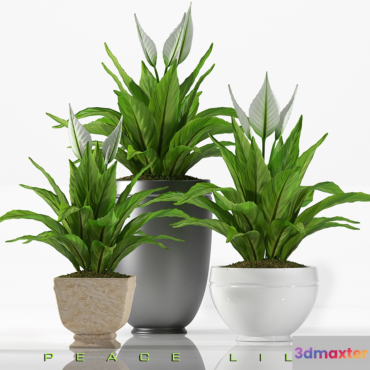 PEACE LILY 2