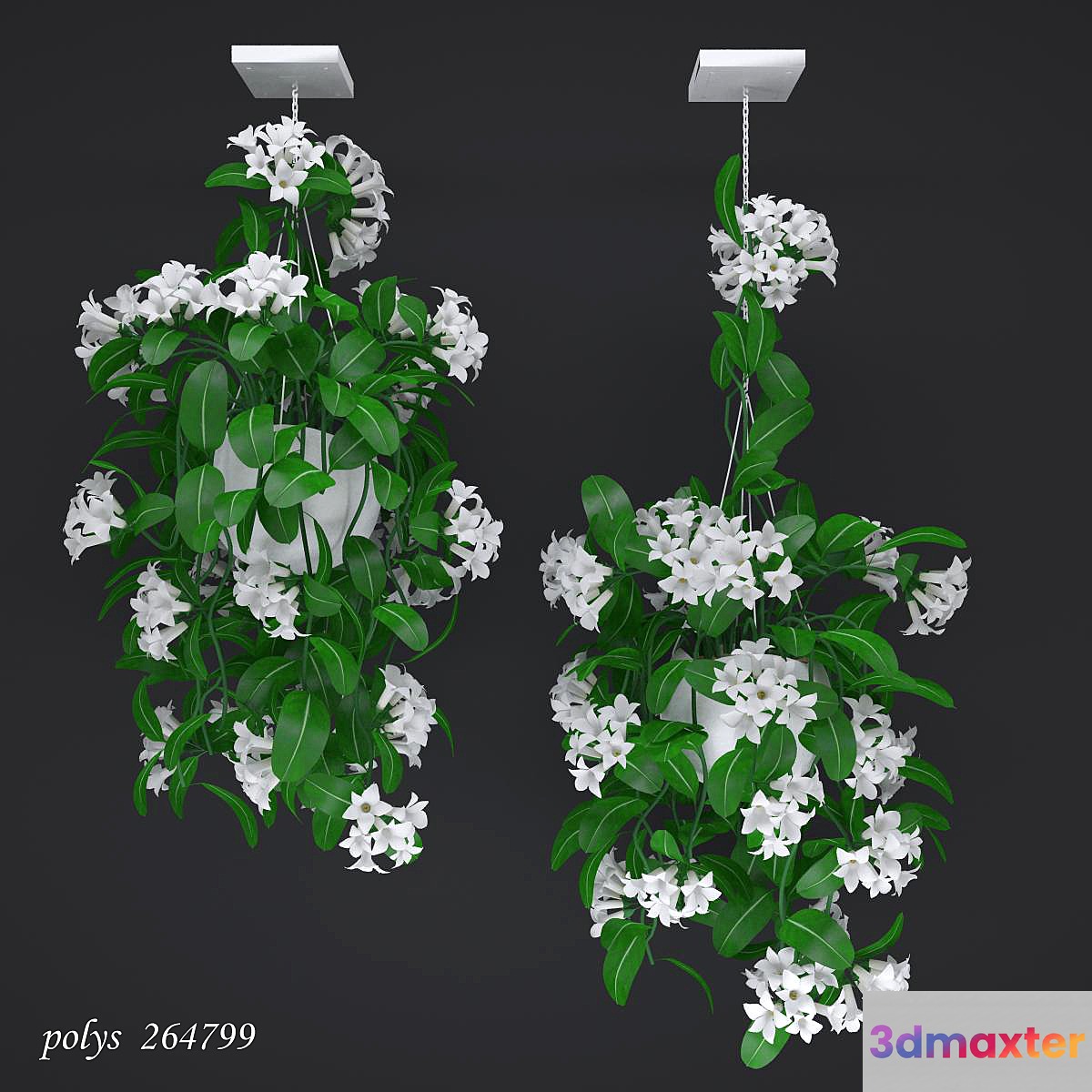 Liana abundantly flowering stephanotis