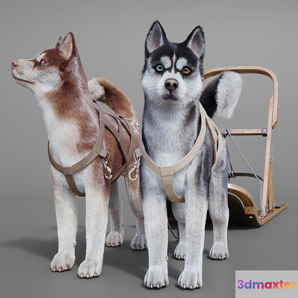 Dog team: Huskies sled pulka. 3D Max