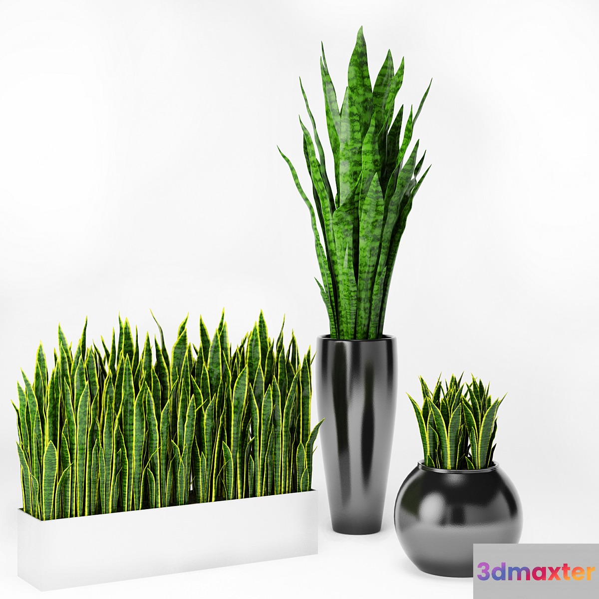 Sansevieria 2 - No.2