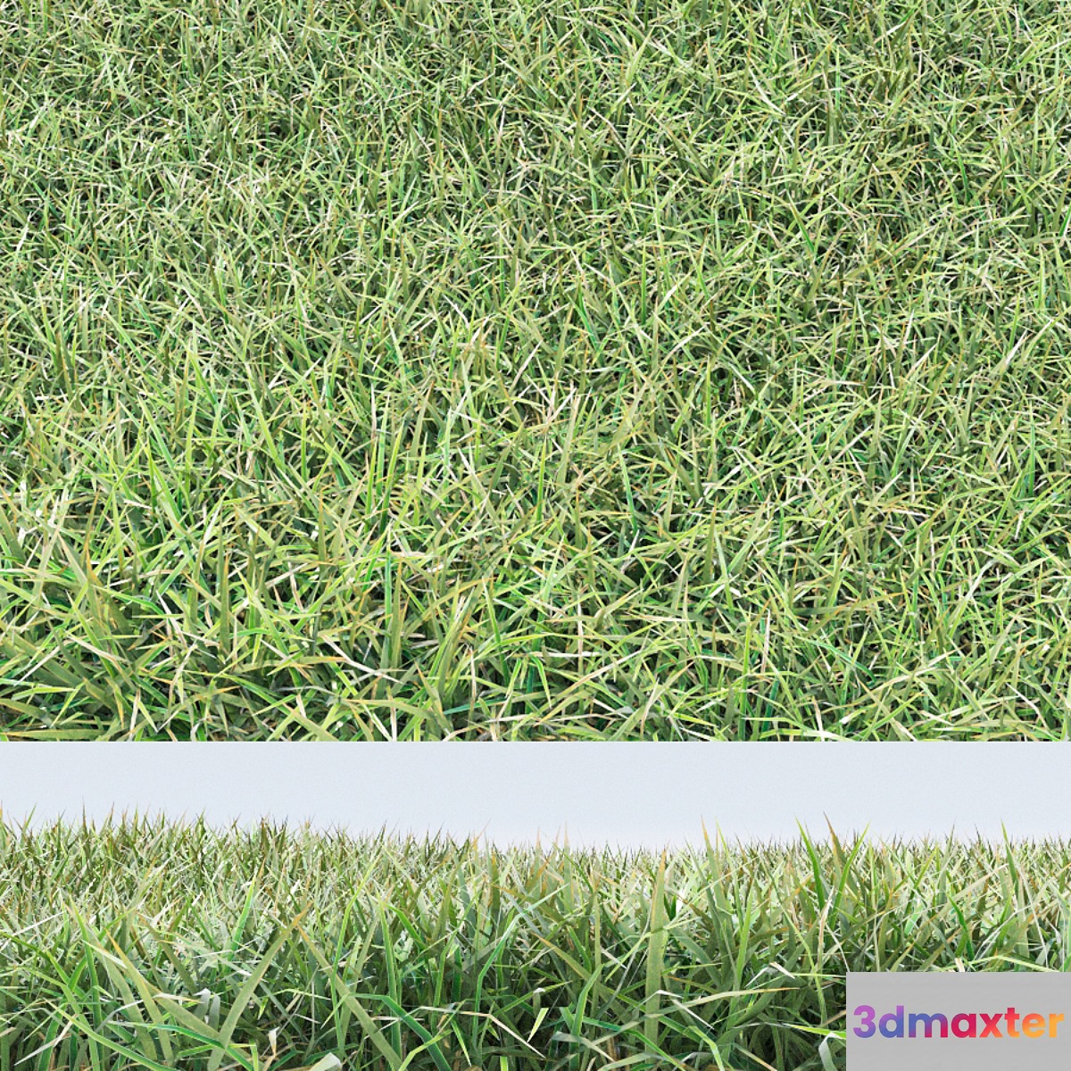 grass - No.3