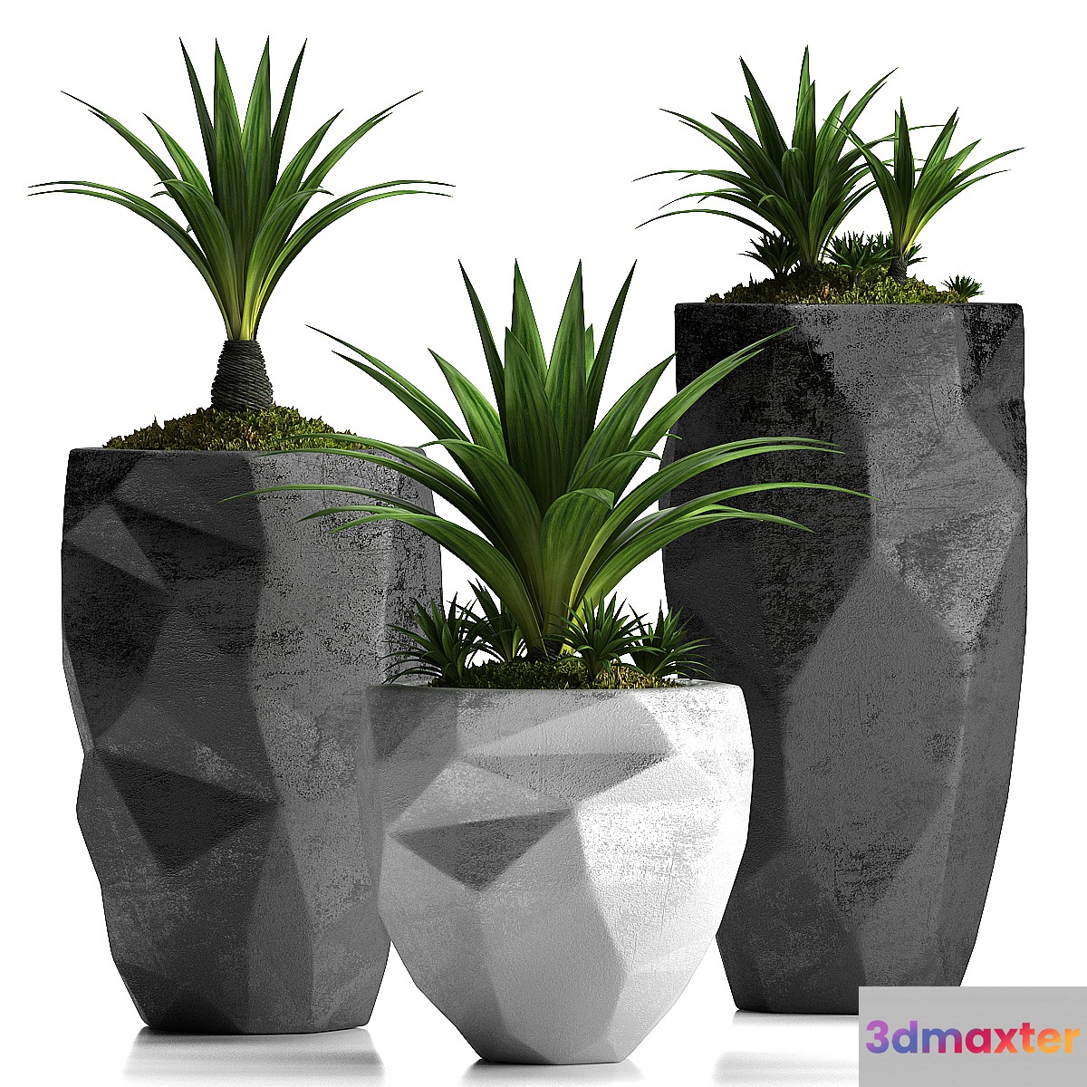 PLANTS 33