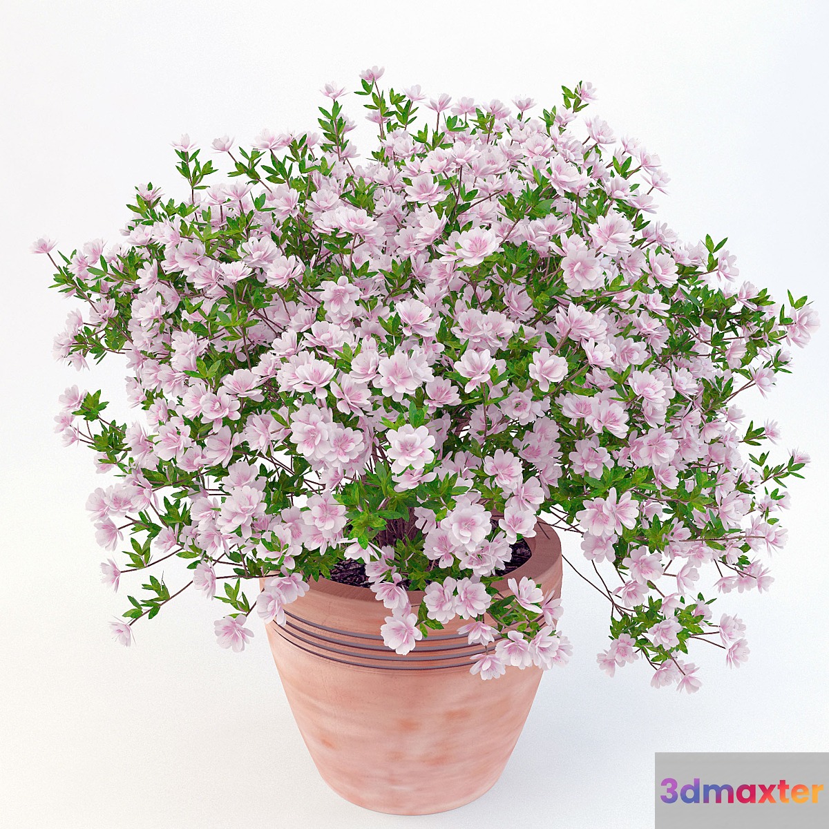 potted plant Azalea_001 - No.3
