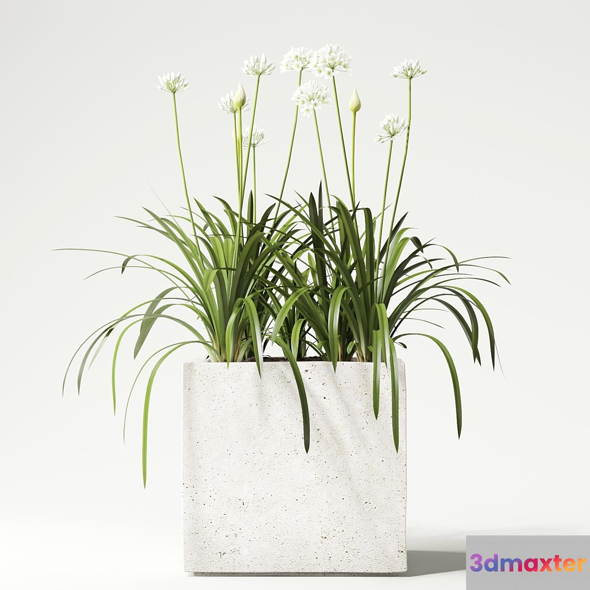 plant - No.16