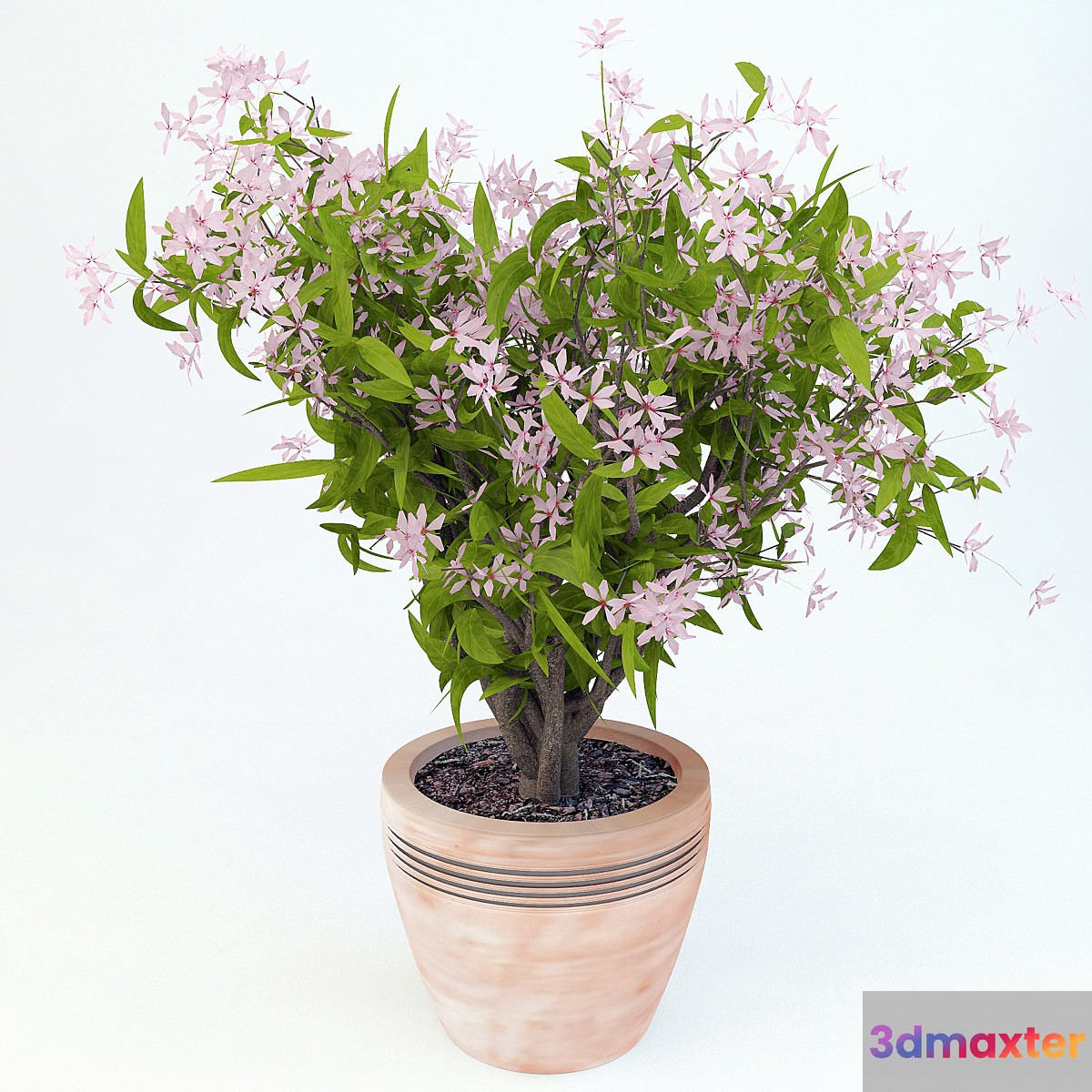 Canadensis 3D Max