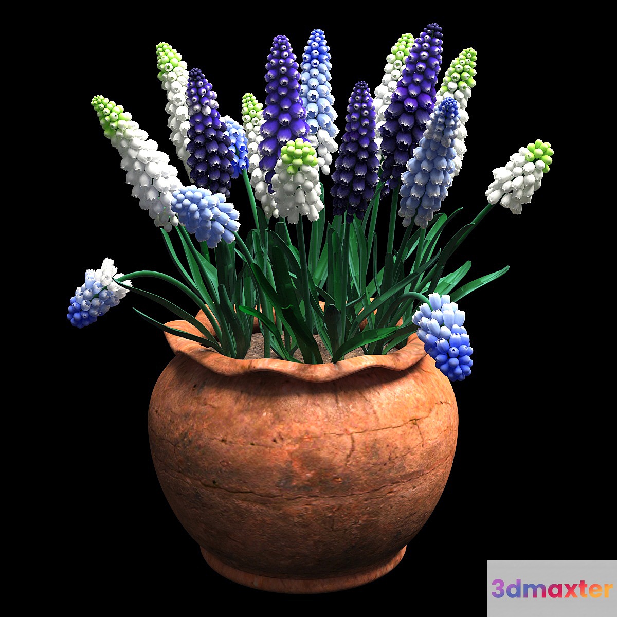 muscari - No.2