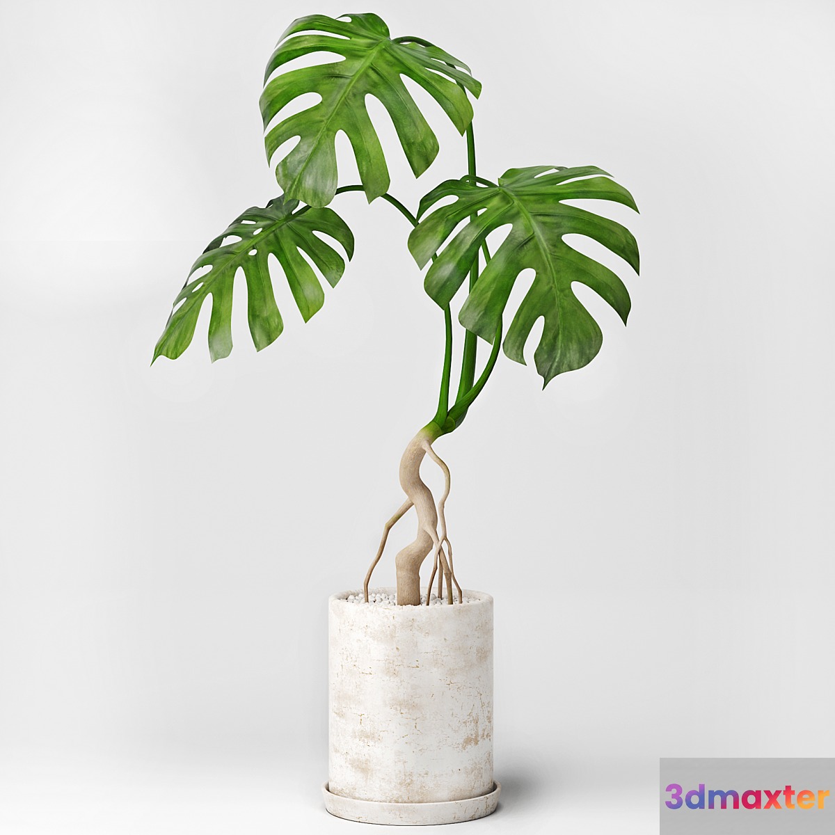 Monstera - No.3