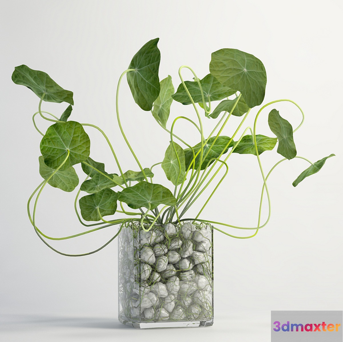 Plant - No.18
