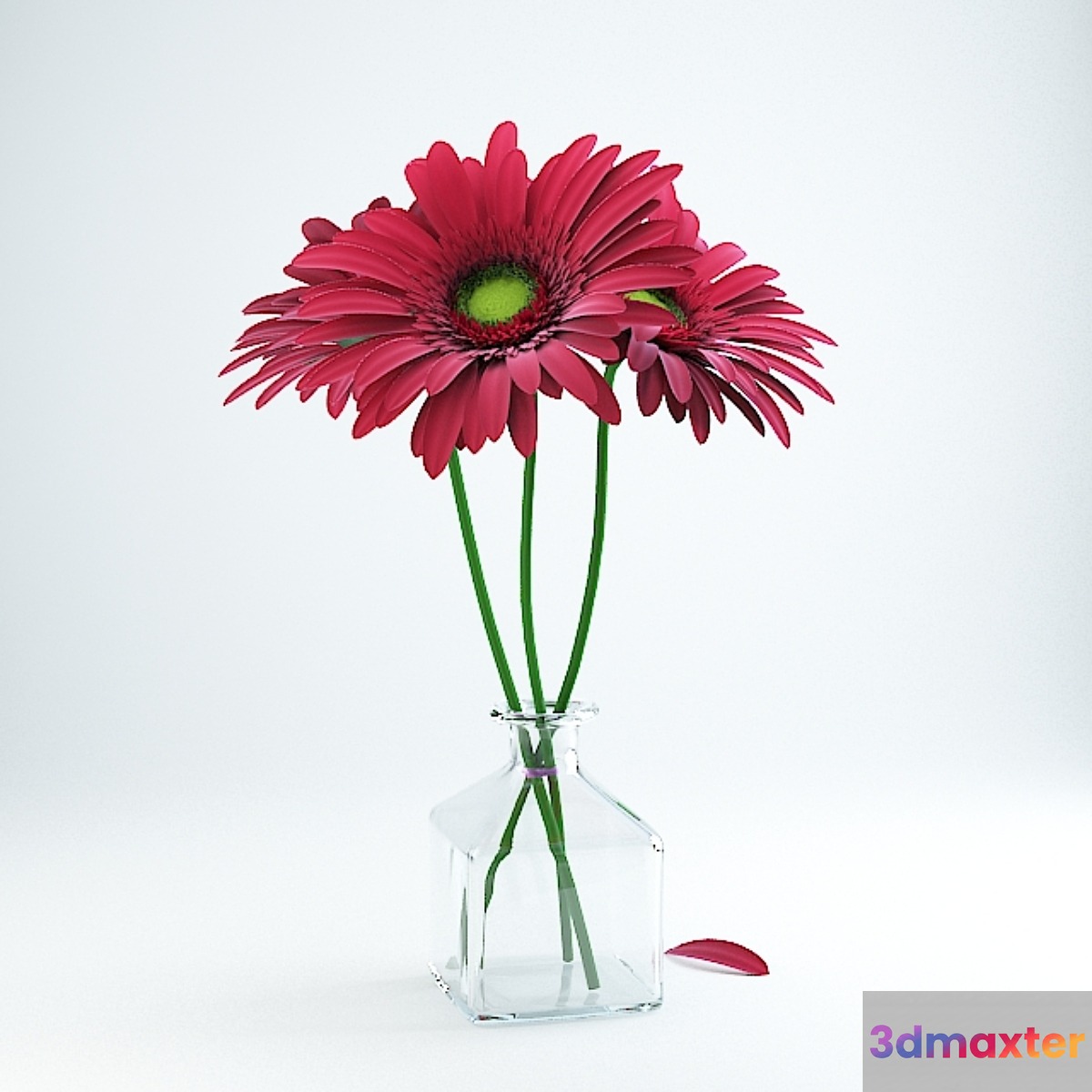 Gerbera - No.3