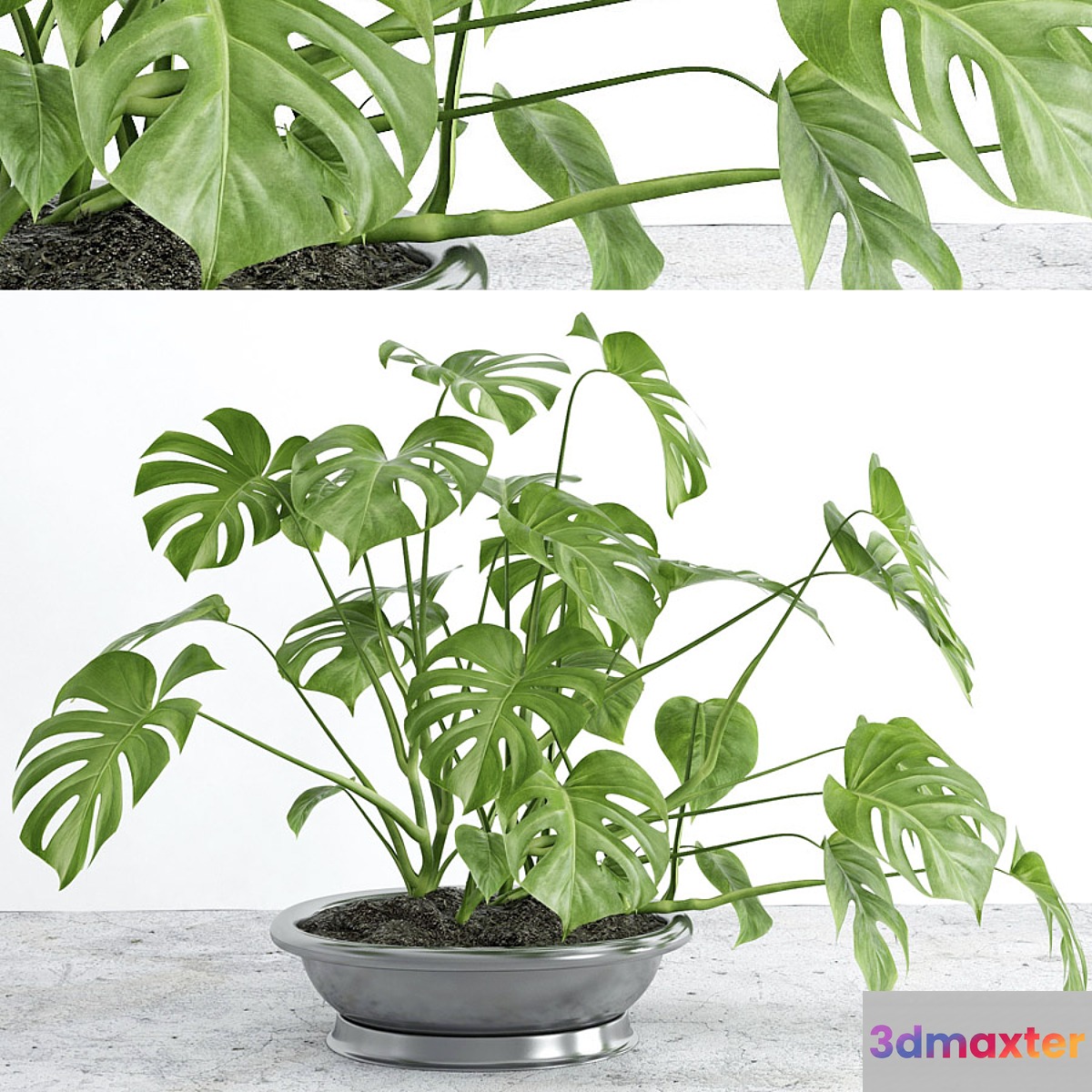 Monstera 2 3D Max